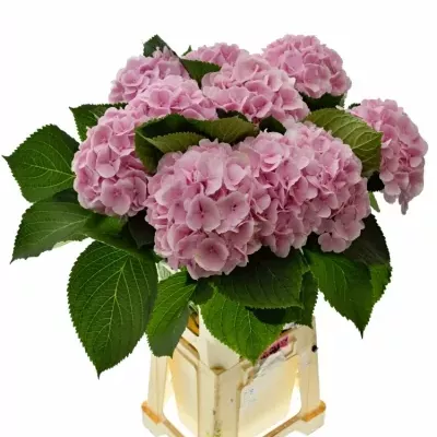 HYDRANGEA M VERENA 60cm