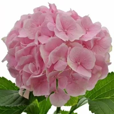 HYDRANGEA M VERENA 60cm