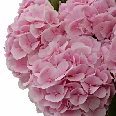 HYDRANGEA M VERENA 60cm