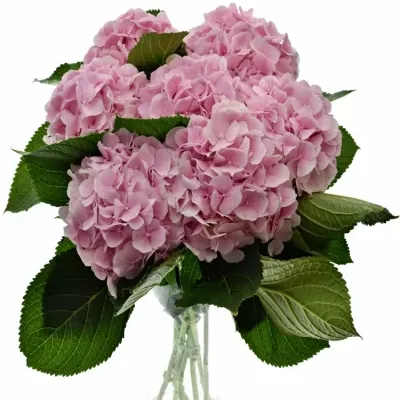 HYDRANGEA M VERENA 60cm