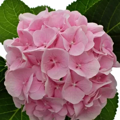 HYDRANGEA M VERENA 60cm