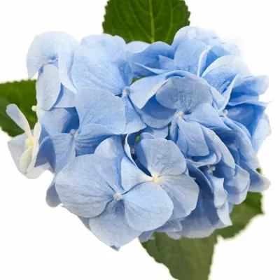 HYDRANGEA MARGARITA BLAU