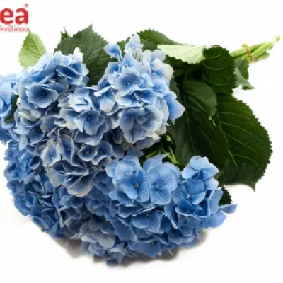 HYDRANGEA MARGARITA BLAU