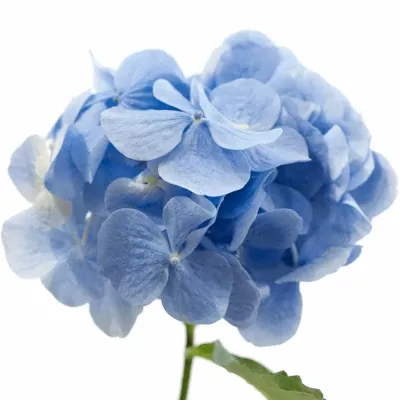 HYDRANGEA MARGARITA BLAU