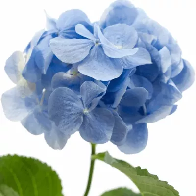 HYDRANGEA MARGARITA BLAU