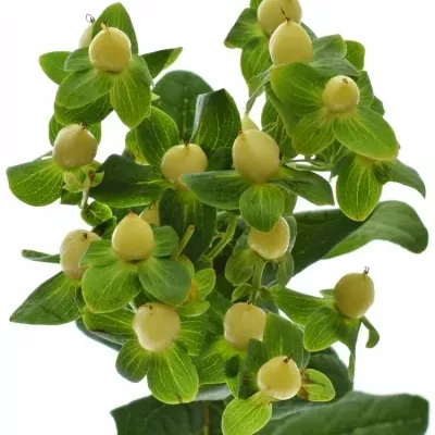 HYPERICUM A IVORY FLAIR 40cm