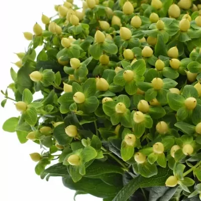 HYPERICUM A IVORY FLAIR 40cm