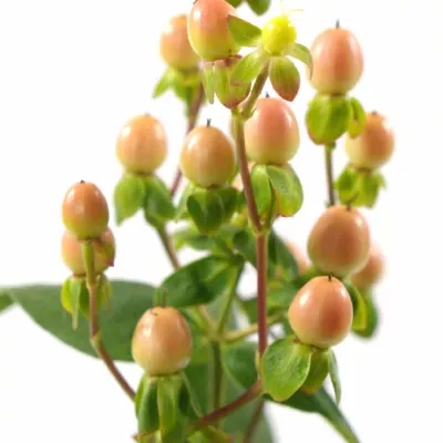 HYPERICUM A SUGAR FLAIR