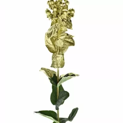 Hypericum BARVENÉ GOLD 70CM