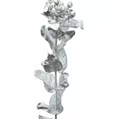 HYPERICUM BARVENÉ SILVER 70CM