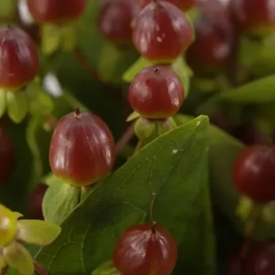 HYPERICUM BELMOUT