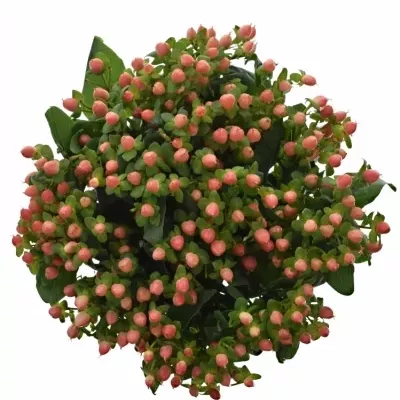 HYPERICUM BLUSHING ROMANCE