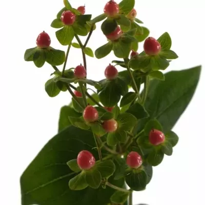 HYPERICUM CANDY FLAIR