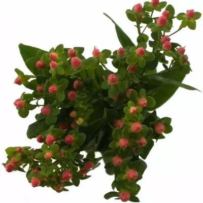 HYPERICUM CANDY FLAIR