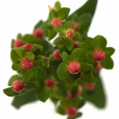 HYPERICUM CANDY FLAIR