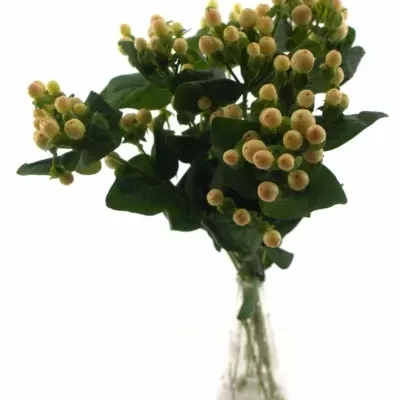 HYPERICUM COCO AVANTI 