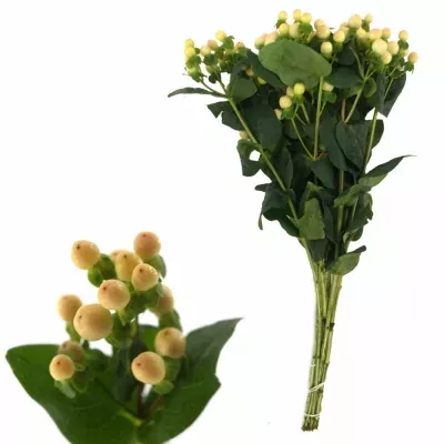 HYPERICUM COCO AVANTI 