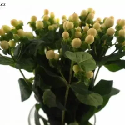 HYPERICUM COCO AVANTI 