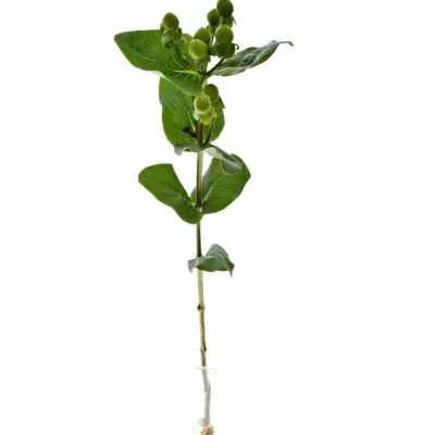 HYPERICUM COCO BAMBOO 40cm