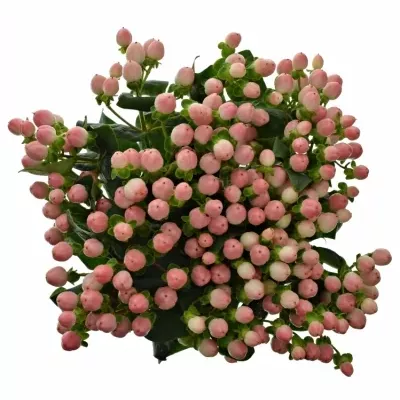 HYPERICUM COCO CASINO 40cm