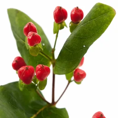 HYPERICUM COCO DIABLO