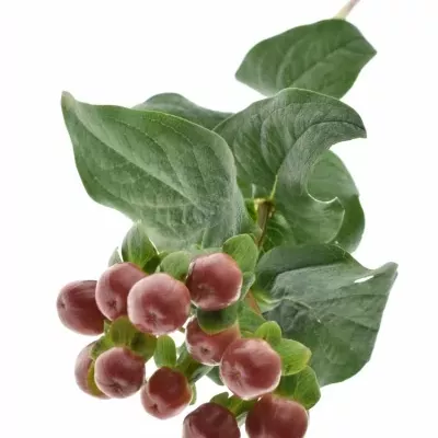 HYPERICUM COCO GRANDO 40cm