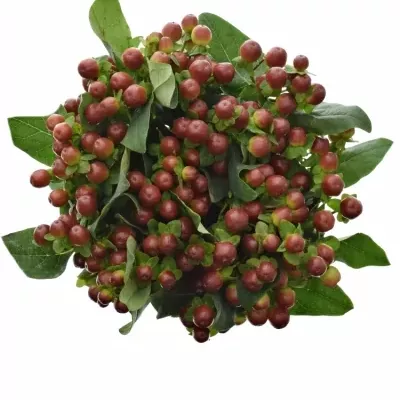 HYPERICUM COCO GRANDO 40cm