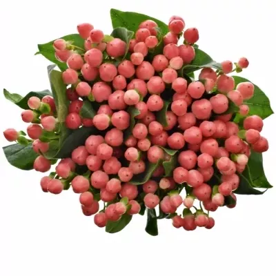 Hypericum COCO LIPSTICK 40cm