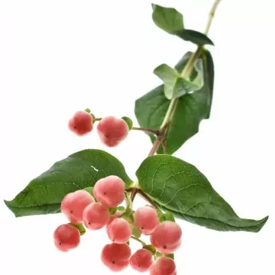 Hypericum COCO LIPSTICK 40cm