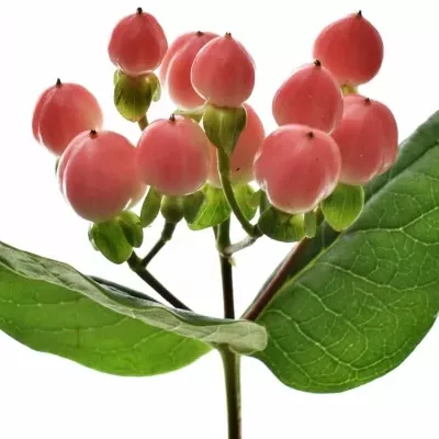 Hypericum COCO LIPSTICK 40cm