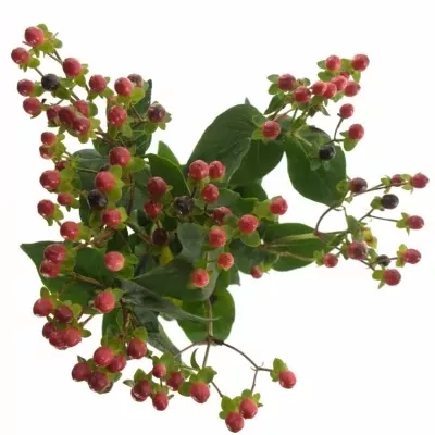 HYPERICUM COCO RIO 50cm