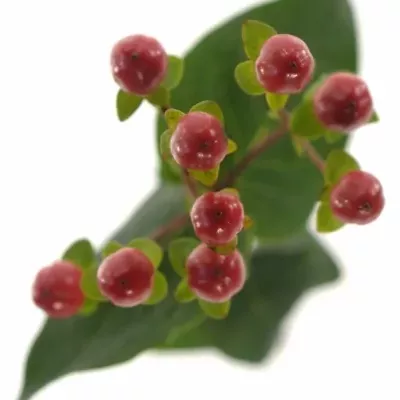 HYPERICUM COCO RIO 50cm