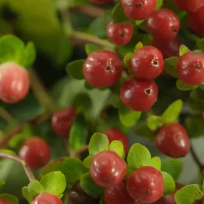 HYPERICUM COCO RIO 50cm