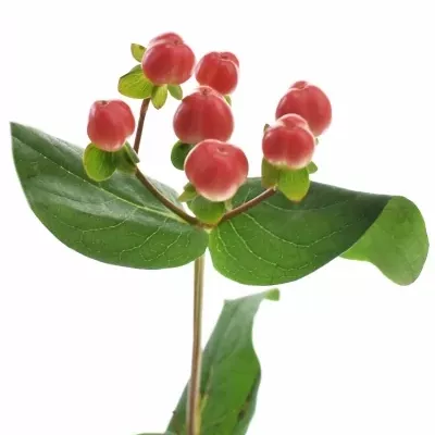 HYPERICUM COCO TANGO