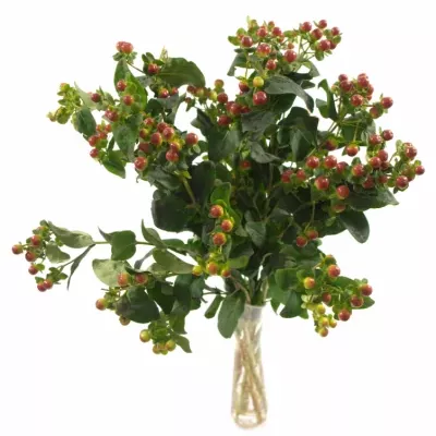 HYPERICUM CORAL EXPRESS