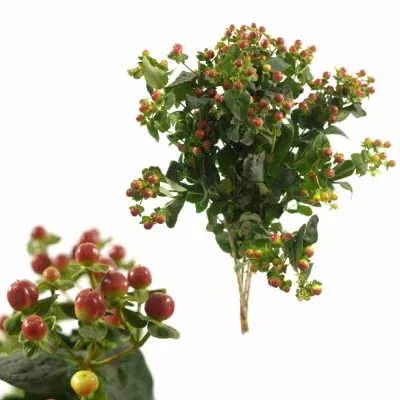 HYPERICUM CORAL EXPRESS