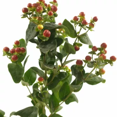 HYPERICUM CORAL EXPRESS