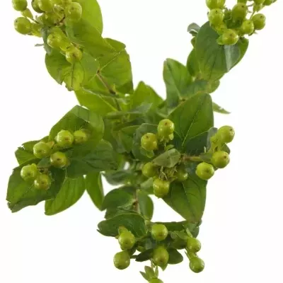 HYPERICUM GREEN REVIVAL