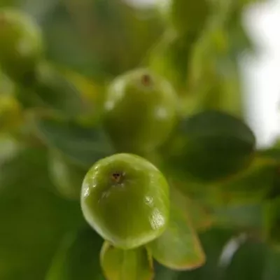 HYPERICUM GREEN REVIVAL