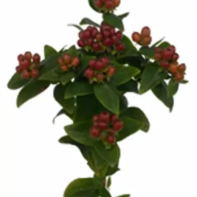 HYPERICUM I MAGICAL INDIAN FALL 40cm