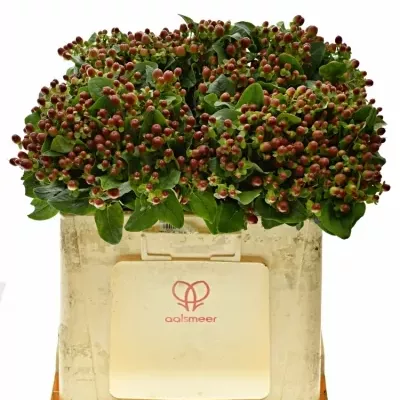 Hypericum INODORUM MAGICAL MOCCA 50cm