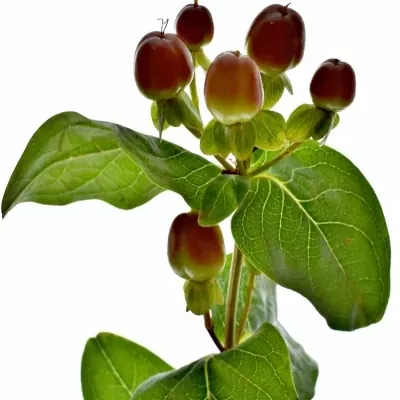 Hypericum INODORUM MAGICAL MOCCA 50cm