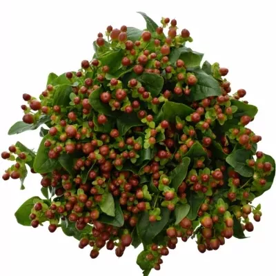 Hypericum INODORUM MAGICAL MOCCA 50cm