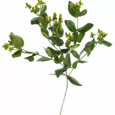 HYPERICUM IVORY SPICES