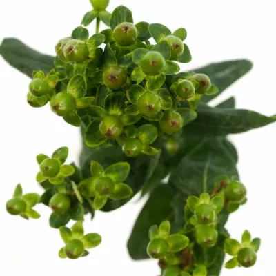 HYPERICUM MAGICAL GREEN FALL 40cm