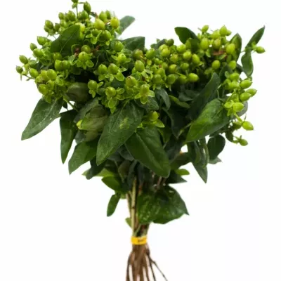 HYPERICUM MAGICAL GREEN FALL 40cm