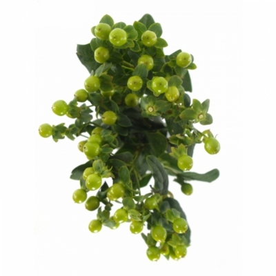 HYPERICUM MAGICAL GREEN POWER