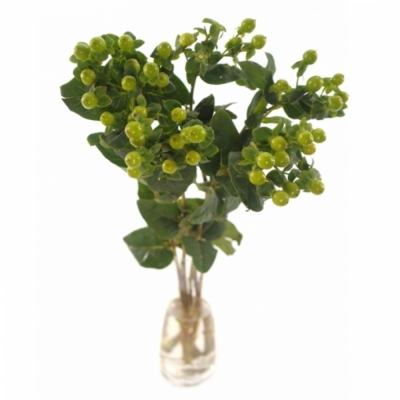 HYPERICUM MAGICAL GREEN POWER