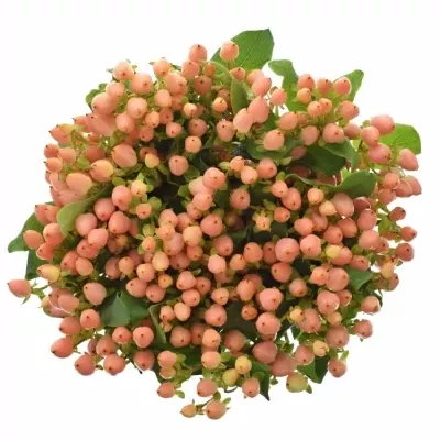 HYPERICUM MAGICAL INNOCENCE 50cm 