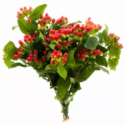 HYPERICUM MAGICAL RED